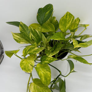 Pothos Neon Queen