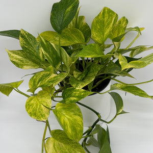 Pothos Neon Queen