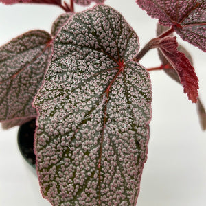 Begonia ‘Maurice Amey’