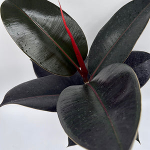 Ficus Elastica Burgundy