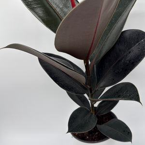 Ficus Elastica Burgundy