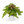 Candy Stripe Tricolor Fern