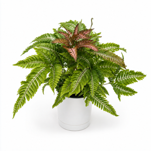 Candy Stripe Tricolor Fern