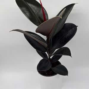Ficus Elastica Burgundy