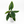 Alocasia Scalprum