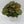 Syngonium Podophyllum 'Maria Allusion'