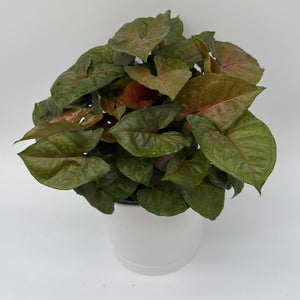 Syngonium Podophyllum 'Maria Allusion'