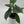 Alocasia Scalprum