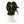 Anthurium King of Clarinervicum
