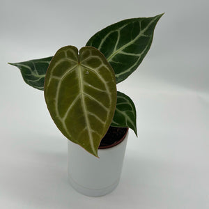 Anthurium ‘Red Crystal × Silver Tiger’