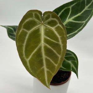 Anthurium ‘Red Crystal × Silver Tiger’