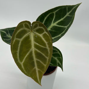 Anthurium ‘Red Crystal × Silver Tiger’