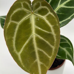 Anthurium ‘Red Crystal × Silver Tiger’