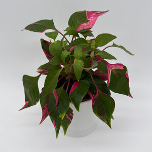 Alternanthera 'Party Time'
