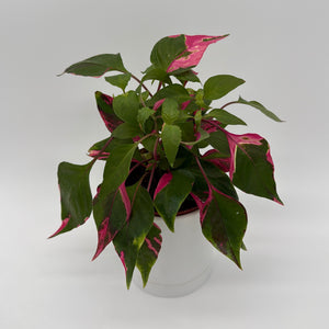 Alternanthera 'Party Time'