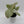 Syngonium Milk Confetti