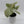 Syngonium Milk Confetti