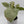 Syngonium Milk Confetti