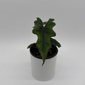 Alocasia Jacklyn