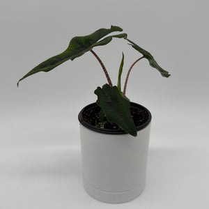 Alocasia Jacklyn