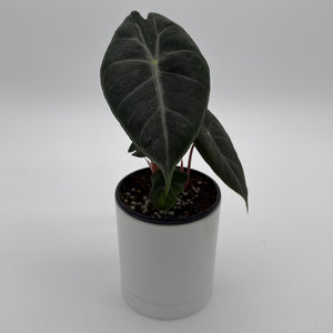 Alocasia 'Pink Dragon Morroco'