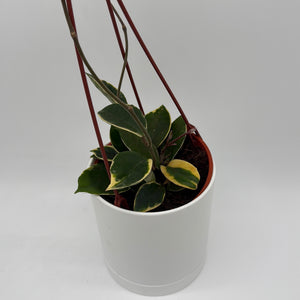 Variegated Hoya Carnosa 'Krimson'