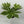 Variegated Fatsia Japonica Spider Web