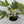 Variegated Fatsia Japonica Spider Web