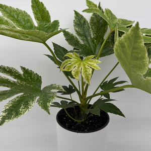 Variegated Fatsia Japonica Spider Web