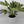 Variegated Fatsia Japonica Spider Web