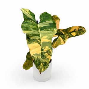 Philodendron 'Brown Beauty'