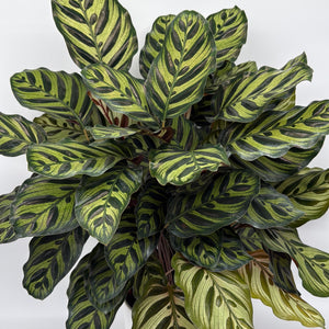 Calathea Makoyana