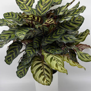 Calathea Makoyana