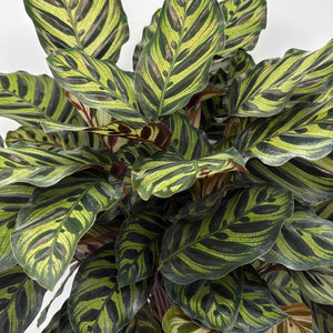 Calathea Makoyana