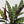 Calathea Lancifolia