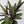 Calathea Lancifolia