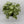 Syngonium Moonshine