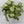Syngonium Moonshine