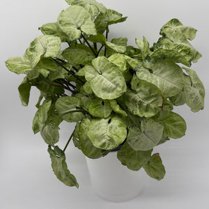 Syngonium Moonshine
