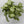 Syngonium Moonshine