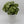 Syngonium Mouse Ears
