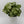 Syngonium Mouse Ears