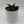 Sansevieria 'Maya'