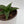 Sansevieria 'Maya'
