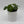 Chinese Money Tree (UFO Plant)