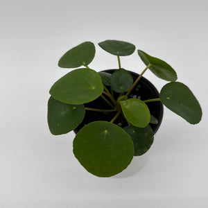 Chinese Money Tree (UFO Plant)