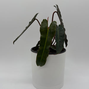 Philodendron Black Billietiae