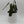 Philodendron Black Billietiae