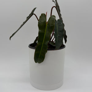 Philodendron Black Billietiae
