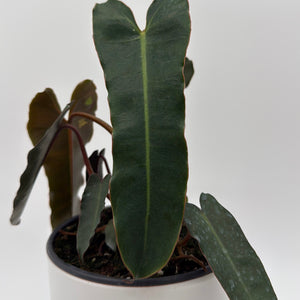 Philodendron Black Billietiae